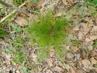 Carex bromoides image